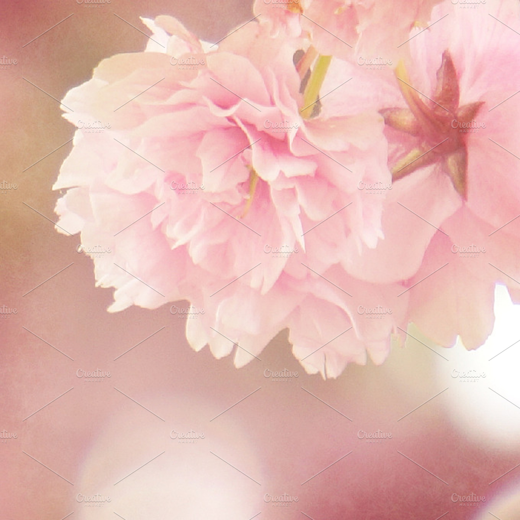 Pink Flowers I