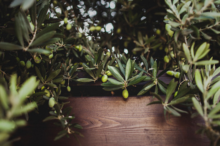 Olive tree background