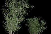 pack Nature, an Object Graphic by FlyOk (Thumbnail 9 of 9)