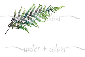 Downloadable watercolor fern border