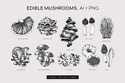 Mushrooms Vector Illustration Set, an Object Illustration by Yevheniia (Thumbnail 3 of 14)