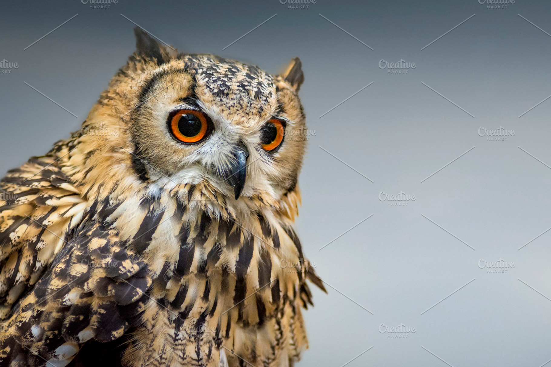 The Long Eared Owl, an Animal Photo by Shoey Photography
