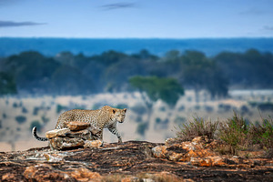 Leopard exploring rocky terrain in the African savanna during early morning lig, an Animal Photo by Byrdyak