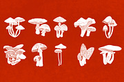 Procreate Wild Mushroom Stamps, a Brush Add-On by BrushBoy (Thumbnail 4 of 7)