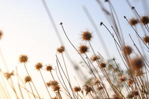 Beautiful sunrise light through thorn or bur flowers and grass featuring