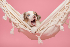 Yawning puppy in a hammock
