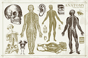100+ Vintage Anatomy Vectors, a Healthcare Illustration by Shizzle Stock (Thumbnail 6 of 20)
