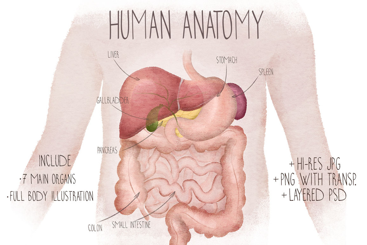 Human Anatomy Watercolor Organs, an Education Illustration by Innerlanel (Photo 1 of 3)
