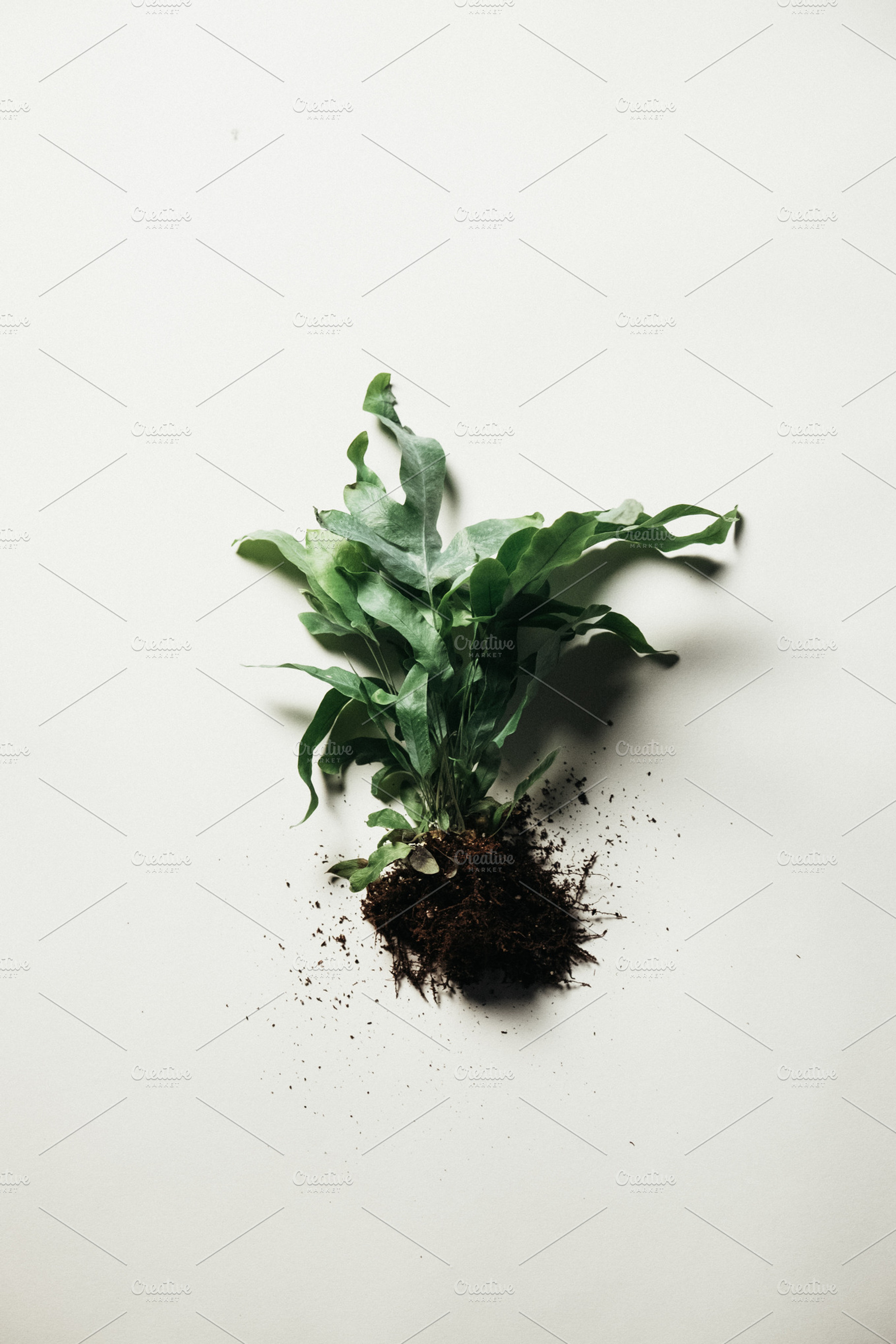 Green Plant on White Backdrop, a Nature Photo by Matt Jones