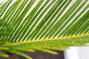 Fungal infection damaging cycas revoluta leaf with yellow spots, a Photo by Antonio Gravante Market