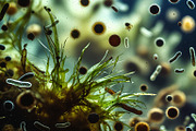 52 Fictional Microscopic Organisms, an Abstract Photo by h.utomo (Thumbnail 7 of 52)