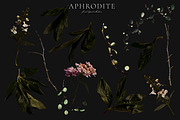 Aphrodite Floral Clip Art Collection, an Object Graphic by Eclectic Anthology (Thumbnail 13 of 13)