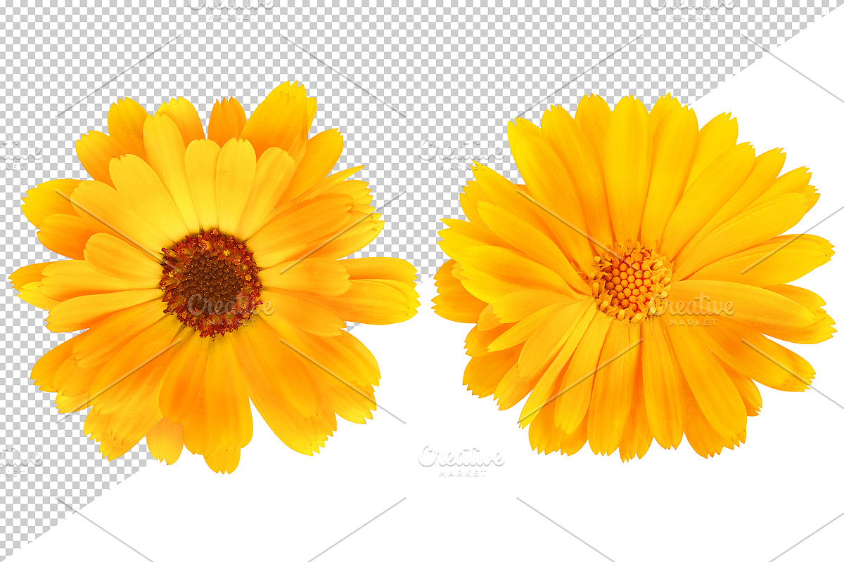 Calendula (marigold) flowers, an Object Graphic by Fruits+Veggies (Photo 2 of 4)
