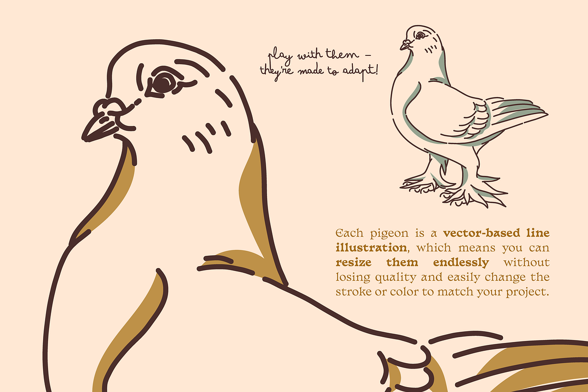 Pigeon vector illustrations, an Illustration by Hey Masha (Photo 2 of 9)