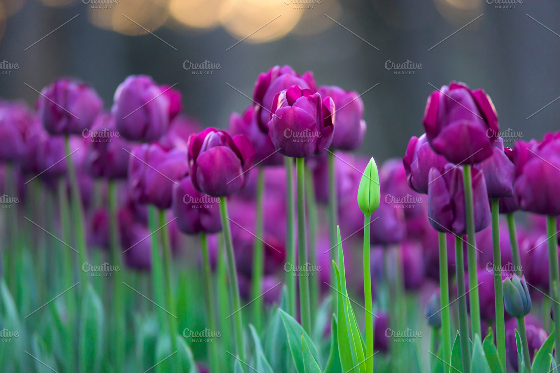 Tulip flowers 2 garden, a Nature Photo by Zoomin Istanbul