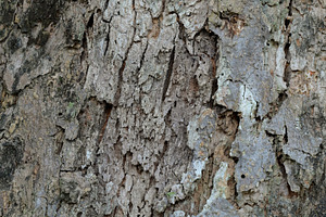 Close Up Texture of bark on a tree