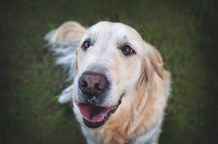 Portrait of cute golden retriever, an Animal Photo by SunnyDay