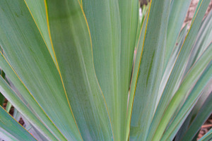 Kiawah Palms
