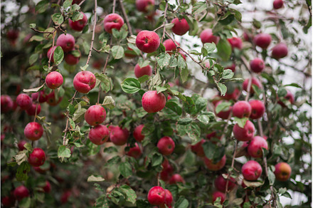 Ripe red apples Orlik on a green