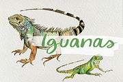 Watercolor Iguanas Clip Art, an Animal Illustration by Tati Bordiu (Thumbnail 1 of 4)