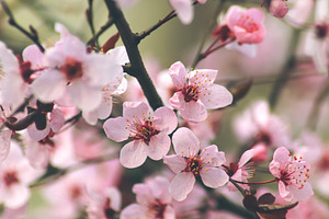Flowers of the cherry blossom, a Nature Photo by Sir13
