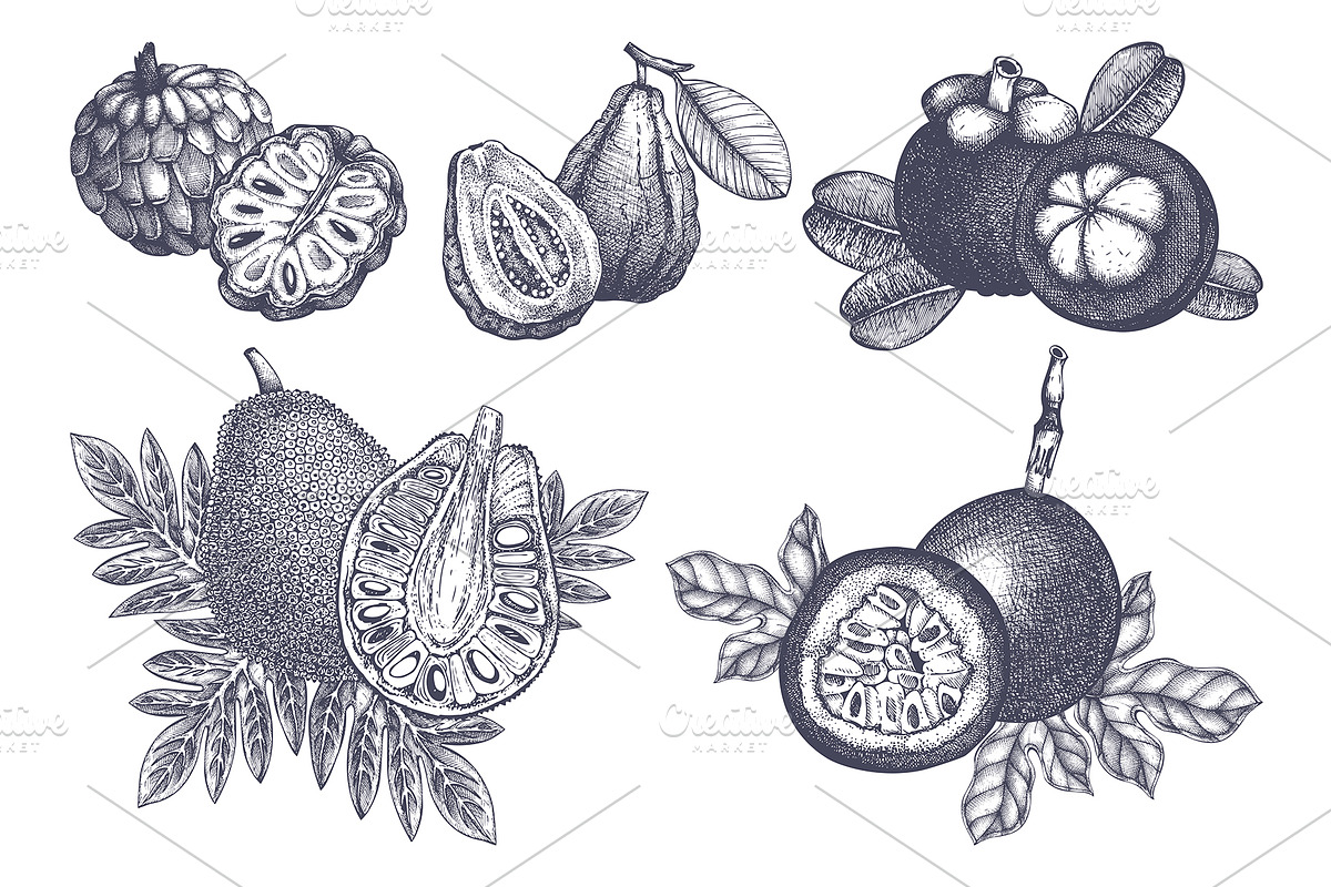 Vintage Tropical Fruit Sketches, a Food Illustration by Yevheniia (Photo 6 of 8)