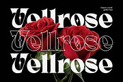 Velano a Serif Gothic Font, a Serif Font by Honestype (Thumbnail 6 of 12)
