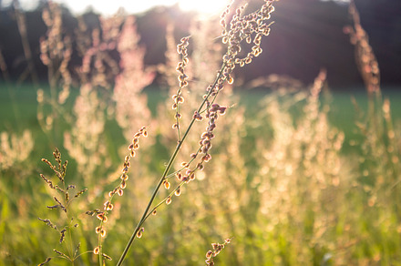 Backlight Summer Vi Featuring Depth Of Field Grass And Green preview 6