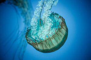 Jelly fish stock photograph