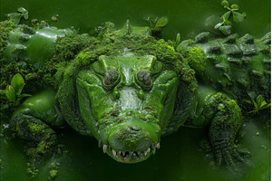 In Queensland, Australia, a, an Animal Photo by ZinetroN