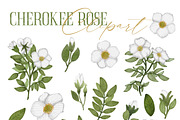 Cherokee rose clipart pattern set, a Decorative Illustration by Yelloo Fish (Thumbnail 2 of 21)