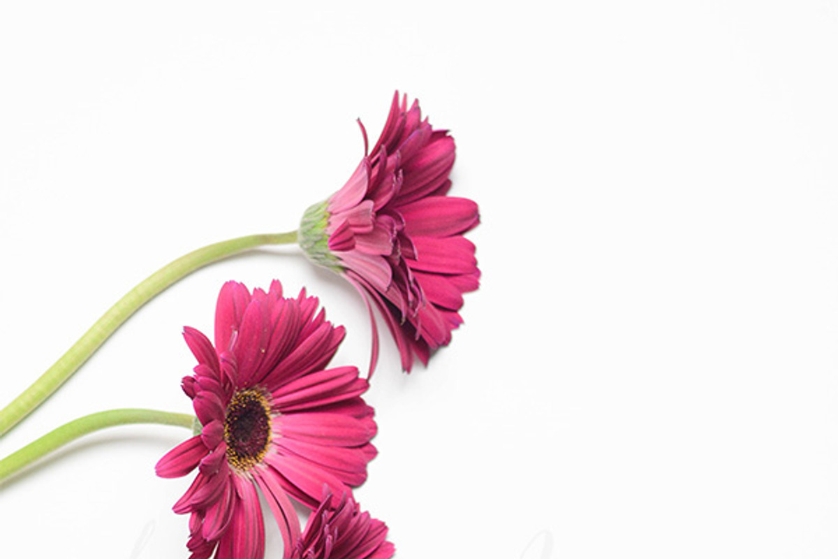 Gerber Daisies on White, a Product Mockup by The Ginger Snaps Co