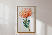 Watercolor Pincushion Flower, a Decorative Illustration by Karliefie (Thumbnail 3 of 4)