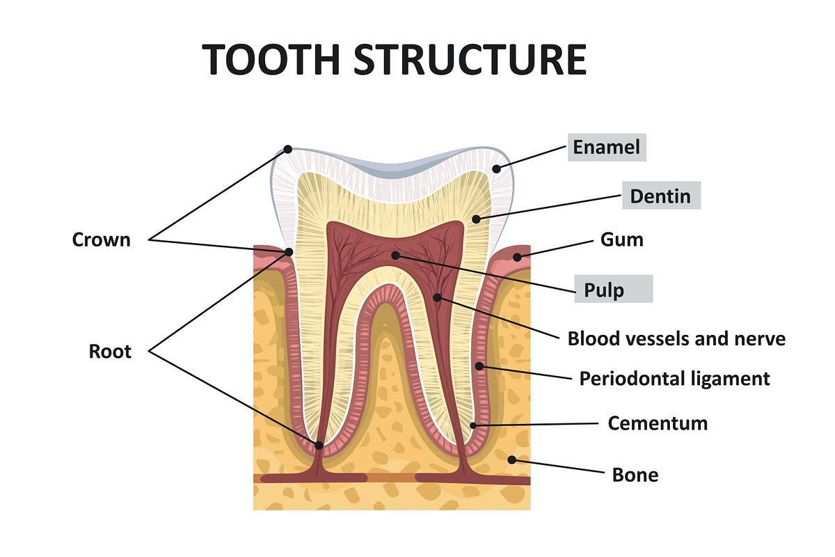 Structure of human teeth, an Education Illustration by logika 600