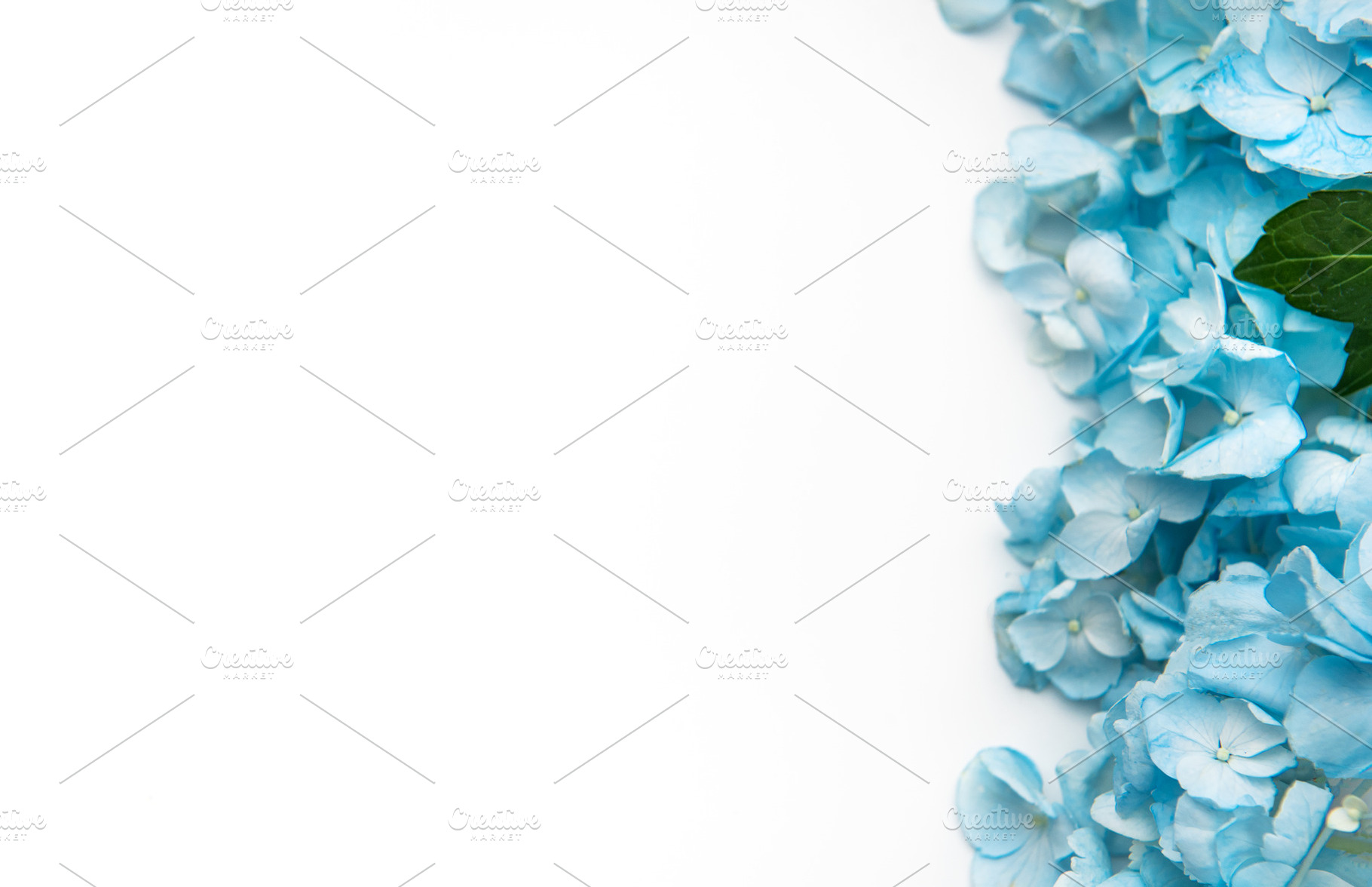 Blue hydrangea flowers creating delicate floral border template, a Background Photo by Olena Rudo