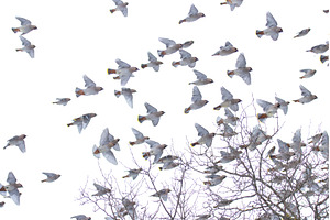 Large flock of Bohemian Waxwings, an Animal Photo by Pakosta