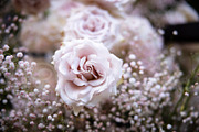 A Garden of Roses | Wedding, Events, a Nature Photo by Farewell (Thumbnail 16 of 41)