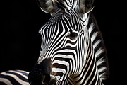 Savannah Animals Pack 200+ Images, an Animal Photo by Virgo Studio (Thumbnail 5 of 7)
