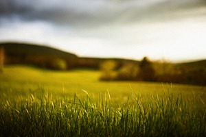 Grass lit by the sun