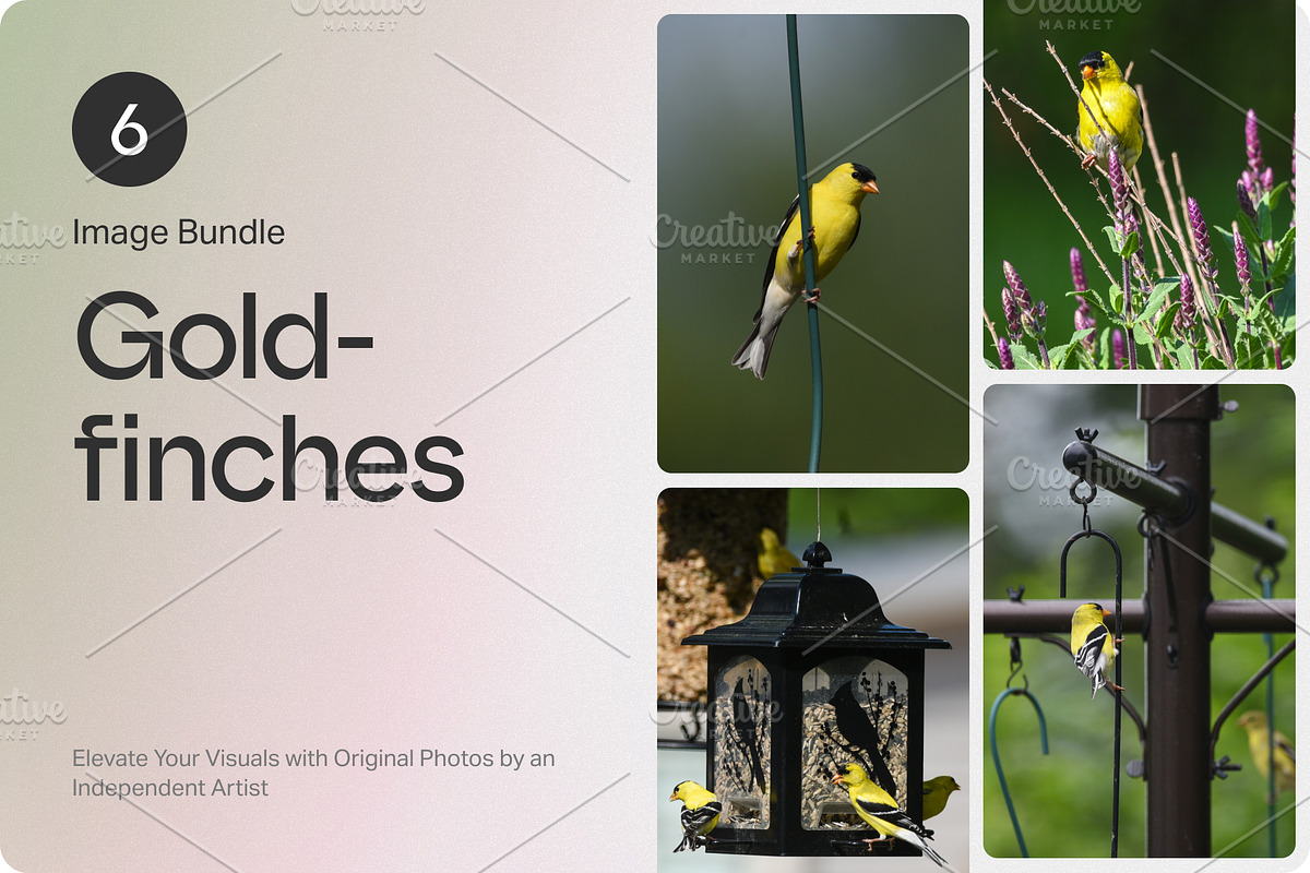 6 Image Bundle: Gold Finches, a Nature Photo by Happiestscone Photography (Photo 1 of 2)