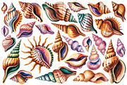 Watercolor Sea Shells & Coral Set, an Object Illustration by Whimsy Brush Studio (Thumbnail 4 of 9)