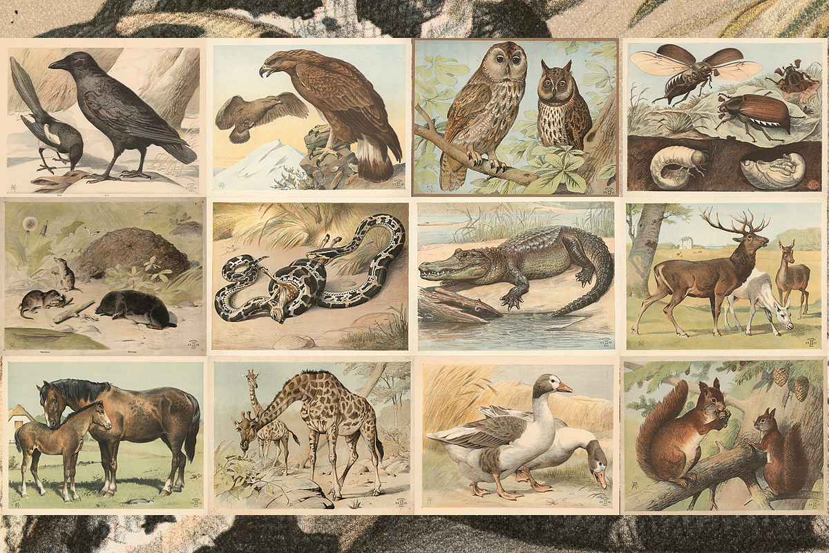 Oluf August Hermansen's Animals, an Animal Illustration by Digital Museum (Photo 1 of 11)