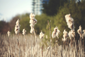 Spring Cotton Field