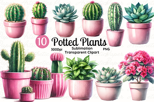 Potted Plant, Cactus And Succulents