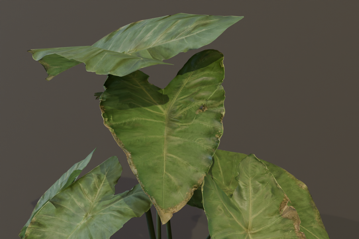 The BroadLeaf Taro Bush, a Plants & Tree 3D Model by FuturePastCreatives (Photo 5 of 19)