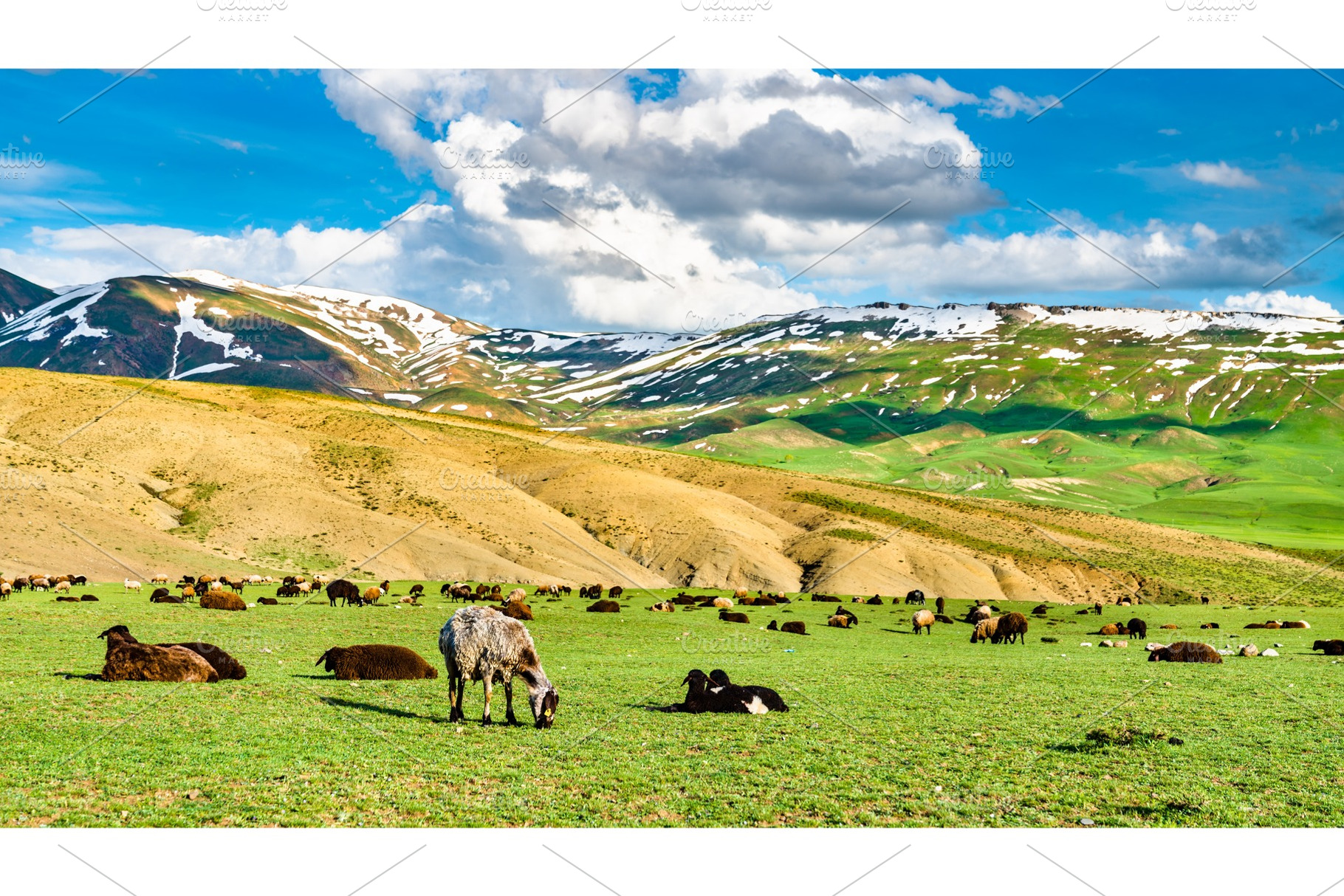 Herd of sheep in the mountains of containing sheep, landscape, and, an Animal Photo by Leonid Andronov