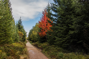 autumn hiking trail with red tree