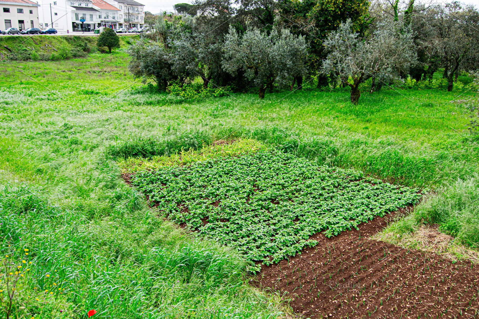 Lush vegetable garden amidst greenery in the countryside of Fatima, Portugal, a Photo by AS photostudio