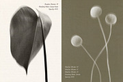 Shadow Blooms, an Object Graphic by Dina Mae (Thumbnail 4 of 10)