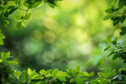 99 Frames of green leaves, a Nature Photo by Handmadefont (Thumbnail 83 of 100)